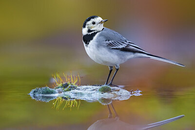 BUITEN BEELD Foto: 436425