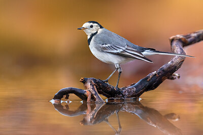 BUITEN BEELD Foto: 436426