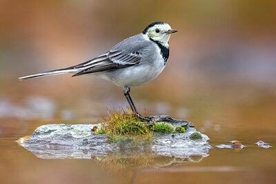 BUITEN BEELD Foto: 436428