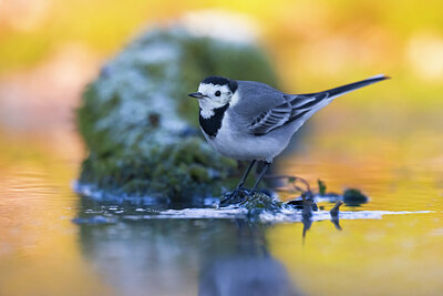 BUITEN BEELD Foto: 436429