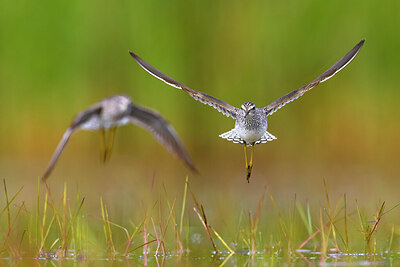 BUITEN BEELD Foto: 436437