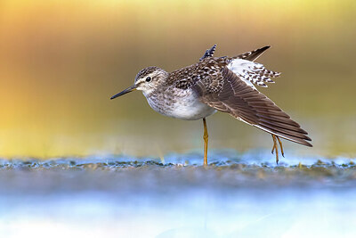 BUITEN BEELD Foto: 436440