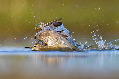 BUITEN BEELD Foto: 436444