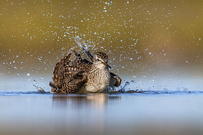BUITEN BEELD Foto: 436445