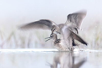 BUITEN BEELD Foto: 436448