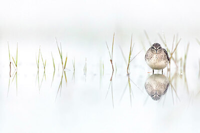 BUITEN BEELD Foto: 436449