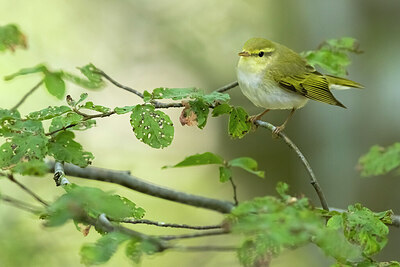 BUITEN BEELD Foto: 436452