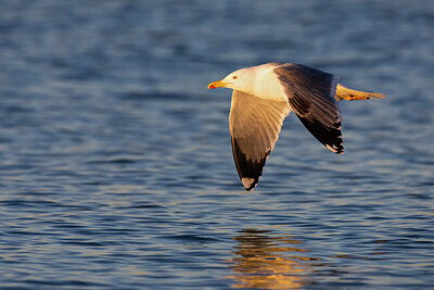 BUITEN BEELD Foto: 436468