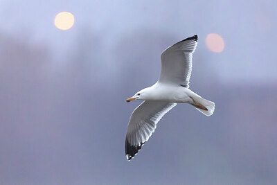 BUITEN BEELD Foto: 436470