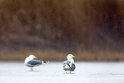 BUITEN BEELD Foto: 436471