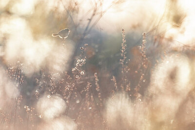 BUITEN BEELD Foto: 436472