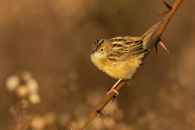 BUITEN BEELD Foto: 436473