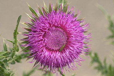 BUITEN BEELD Foto: 436483