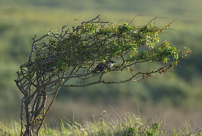 BUITEN BEELD Foto: 436497
