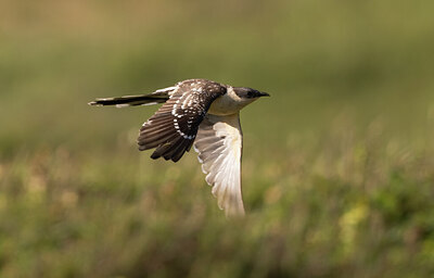 BUITEN BEELD Foto: 436499