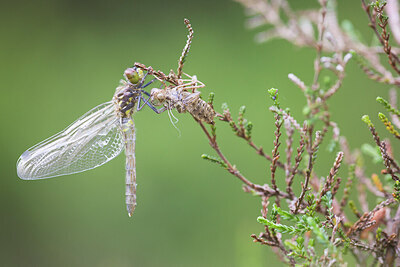 BUITEN BEELD Foto: 436501