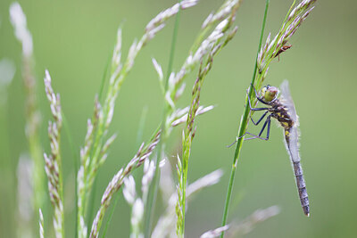 BUITEN BEELD Foto: 436502