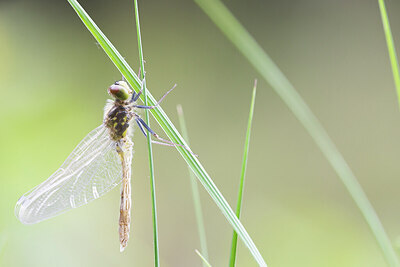 BUITEN BEELD Foto: 436503