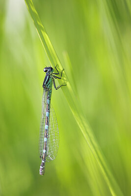 BUITEN BEELD Foto: 436509