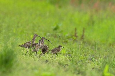 BUITEN BEELD Foto: 436532