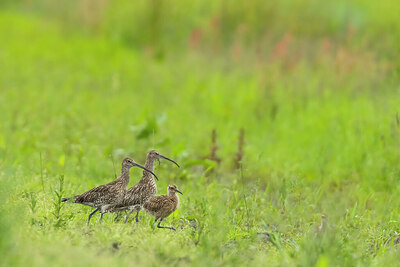 BUITEN BEELD Foto: 436533