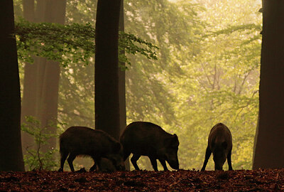 BUITEN BEELD Foto: 436550