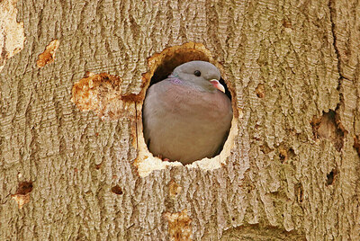 BUITEN BEELD Foto: 436557