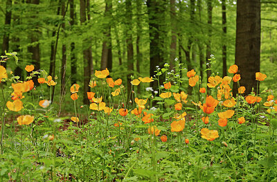 BUITEN BEELD Foto: 436567