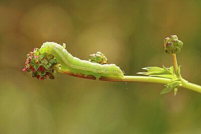 BUITEN BEELD Foto: 436573