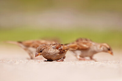 BUITEN BEELD Foto: 436580