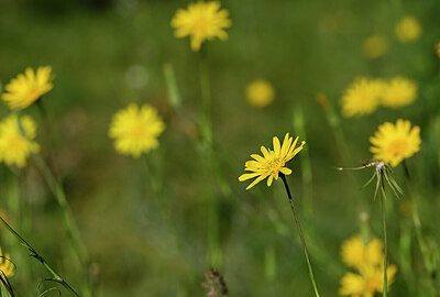 BUITEN BEELD Foto: 436590