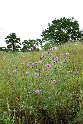 BUITEN BEELD Foto: 436592