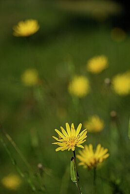 BUITEN BEELD Foto: 436598