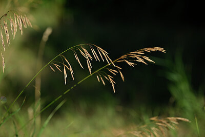 BUITEN BEELD Foto: 436600