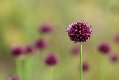 BUITEN BEELD Foto: 436601