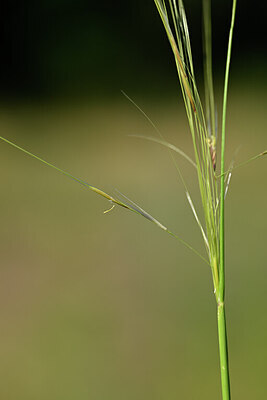 BUITEN BEELD Foto: 436602