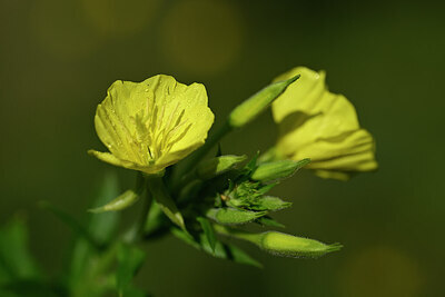 BUITEN BEELD Foto: 436603