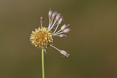 BUITEN BEELD Foto: 436605