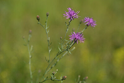 BUITEN BEELD Foto: 436607