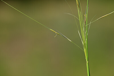 BUITEN BEELD Foto: 436608