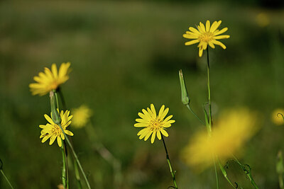 BUITEN BEELD Foto: 436612