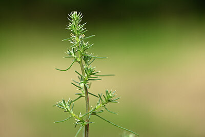 BUITEN BEELD Foto: 436615