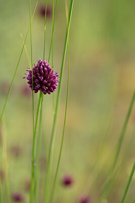 BUITEN BEELD Foto: 436616