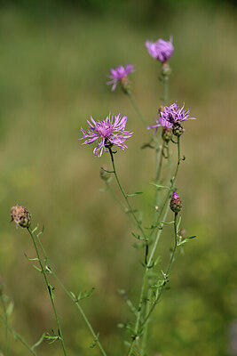 BUITEN BEELD Foto: 436617
