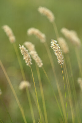 BUITEN BEELD Foto: 436618
