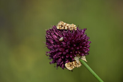 BUITEN BEELD Foto: 436619