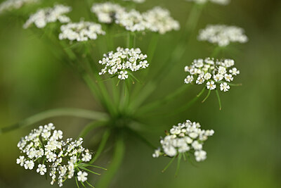 BUITEN BEELD Foto: 436620