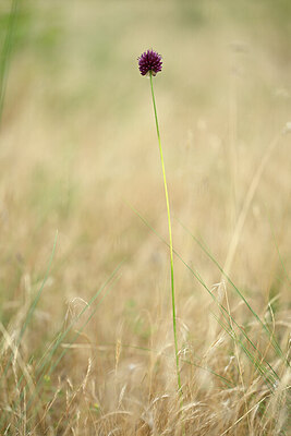 BUITEN BEELD Foto: 436622