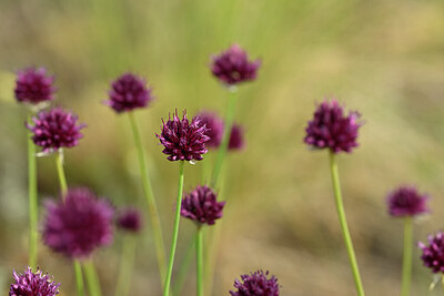 BUITEN BEELD Foto: 436623