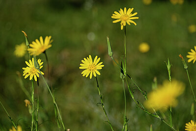 BUITEN BEELD Foto: 436624